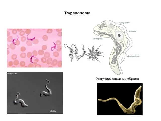 Trypanosoma Ундулирующая мембрана