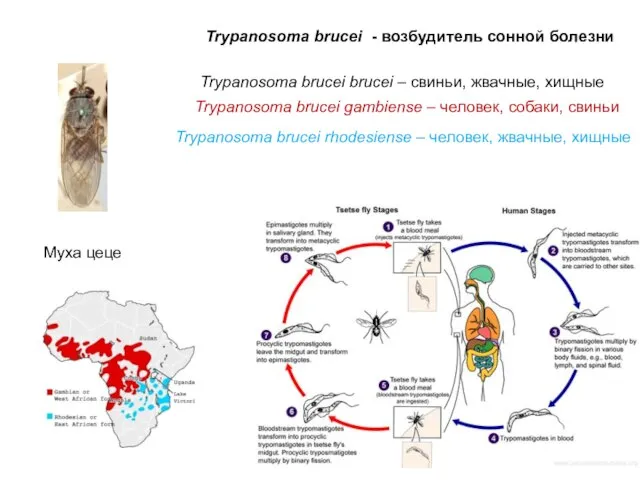 Trypanosoma brucei - возбудитель сонной болезни Trypanosoma brucei brucei – свиньи, жвачные,
