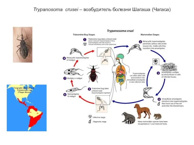 Trypanosoma crusei – возбудитель болезни Шагаша (Чагаса)