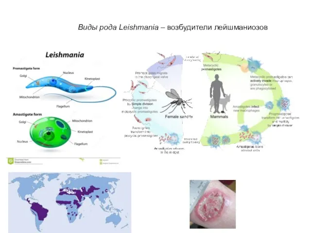 Виды рода Leishmania – возбудители лейшманиозов