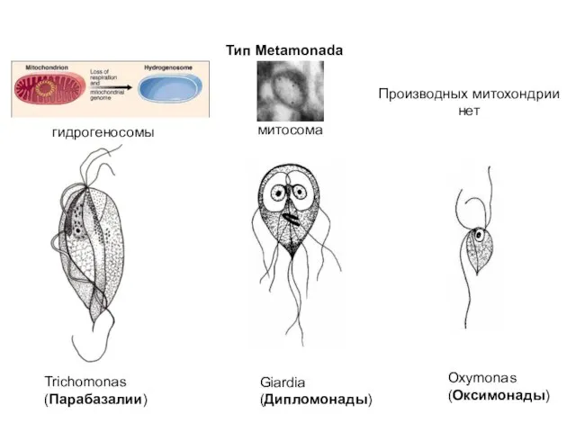 Trichomonas (Парабазалии) Giardia (Дипломонады) Тип Metamonada митосома гидрогеносомы Oxymonas (Оксимонады) Производных митохондрии нет