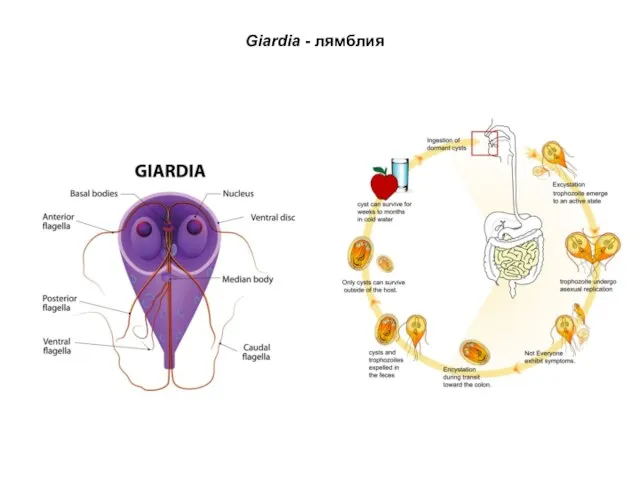 Giardia - лямблия