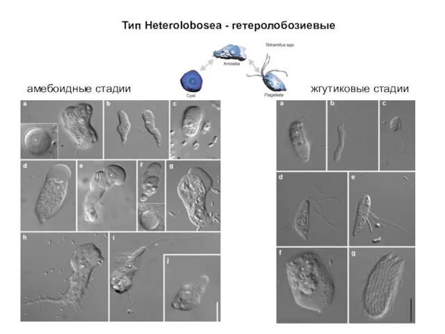 Тип Heterolobosea - гетеролобозиевые амебоидные стадии жгутиковые стадии