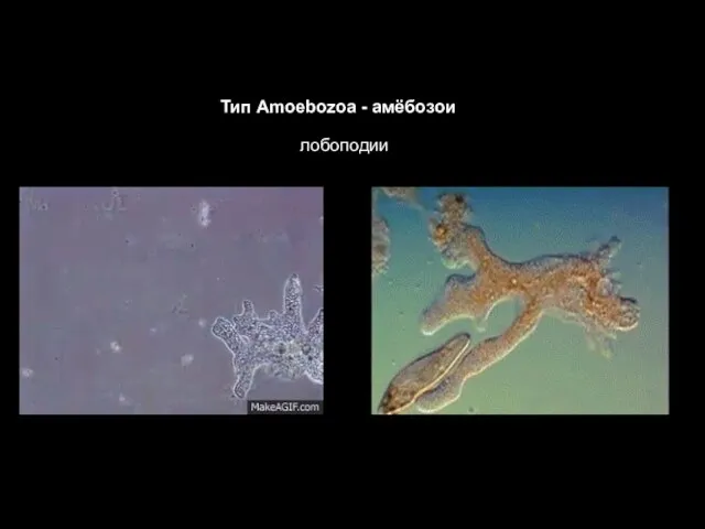 Тип Amoebozoa - амёбозои лобоподии