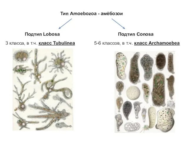Тип Amoebozoa - амёбозои Подтип Lobosa Подтип Conosa 3 класса, в т.ч.