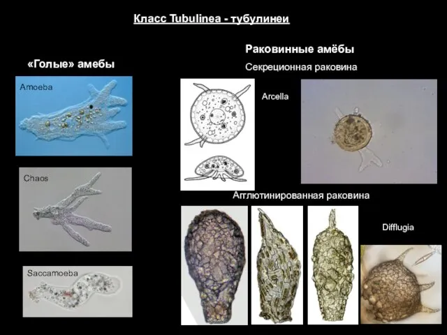 Класс Tubulinea - тубулинеи «Голые» амебы Amoeba Chaos Saccamoeba Раковинные амёбы Arcella
