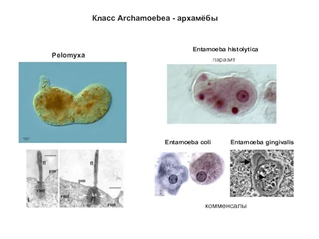 Класс Archamoebea - архамёбы Pelomyxa Entamoeba gingivalis Entamoeba coli комменсалы Entamoeba histolytica паразит