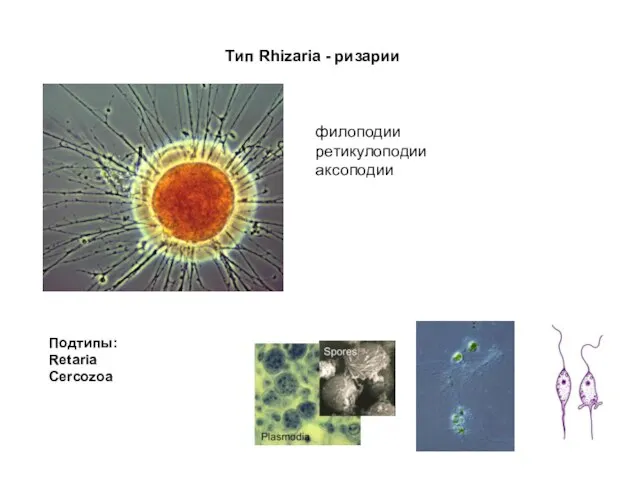 Тип Rhizaria - ризарии филоподии ретикулоподии аксоподии Подтипы: Retaria Cercozoa