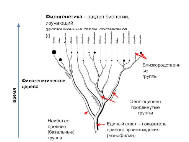 Филогенетика – раздел биологии, изучающий эволюционные связи организмов (филогенез) Наиболее древние (базальные)