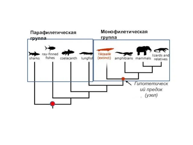 Монофилетическая группа Парафилетическая группа Гипотетический предок (узел)