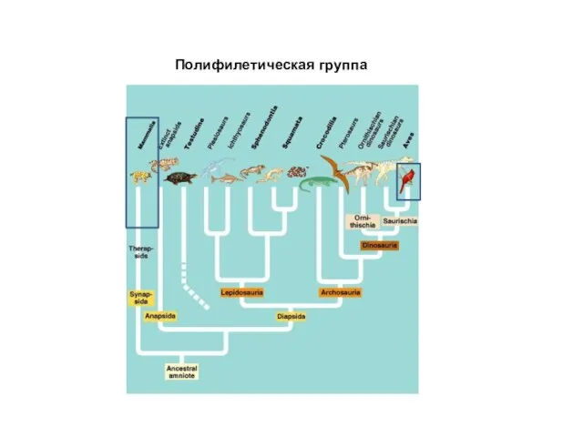 Полифилетическая группа