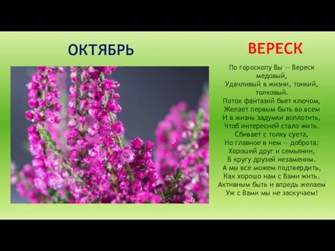 ОКТЯБРЬ ВЕРЕСК По гороскопу Вы — Вереск медовый, Удачливый в жизни, тонкий,