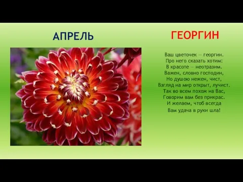 АПРЕЛЬ ГЕОРГИН Ваш цветочек — георгин. Про него сказать хотим: В красоте