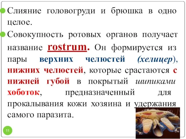 Слияние головогруди и брюшка в одно целое. Совокупность ротовых органов получает название