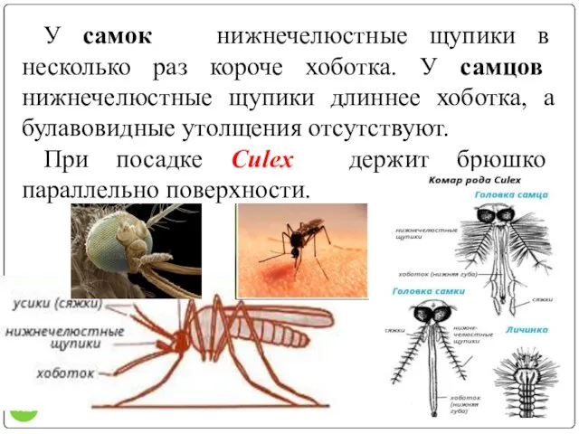 У самок нижнечелюстные щупики в несколько раз короче хоботка. У самцов нижнечелюстные