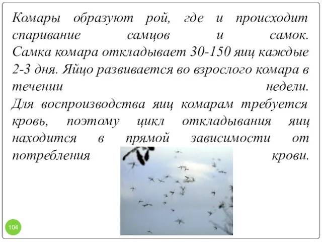 Комары образуют рой, где и происходит спаривание самцов и самок. Самка комара