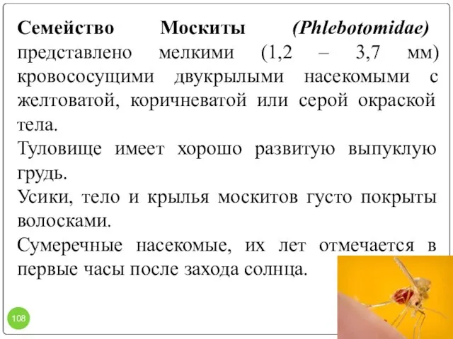 Семейство Москиты (Phlebotomidae) представлено мелкими (1,2 – 3,7 мм) кровососущими двукрылыми насекомыми