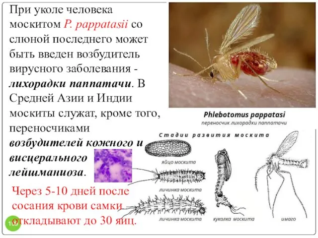 При уколе человека москитом P. pappatasii со слюной последнего может быть введен