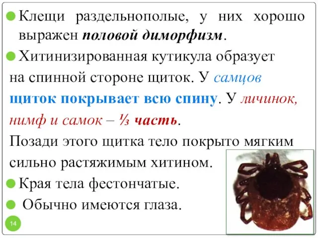 Клещи раздельнополые, у них хорошо выражен половой диморфизм. Хитинизированная кутикула образует на