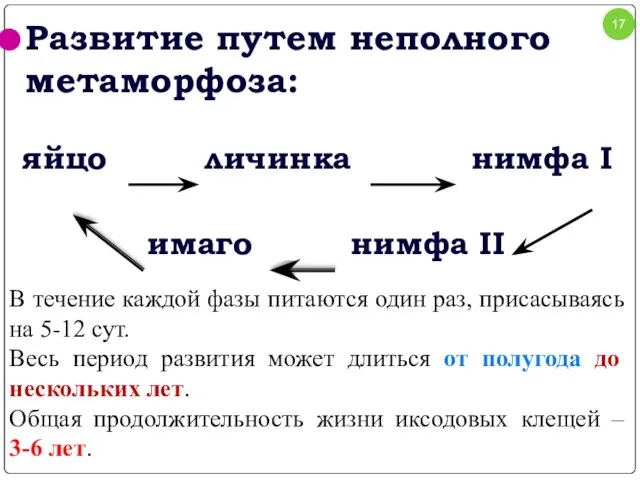 Развитие путем неполного метаморфоза: яйцо личинка нимфа I имаго нимфа II В