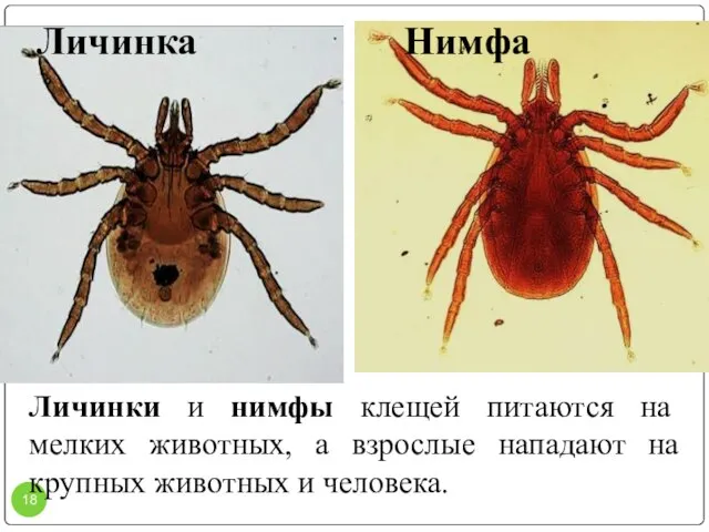 Личинка Нимфа Личинки и нимфы клещей питаются на мелких животных, а взрослые