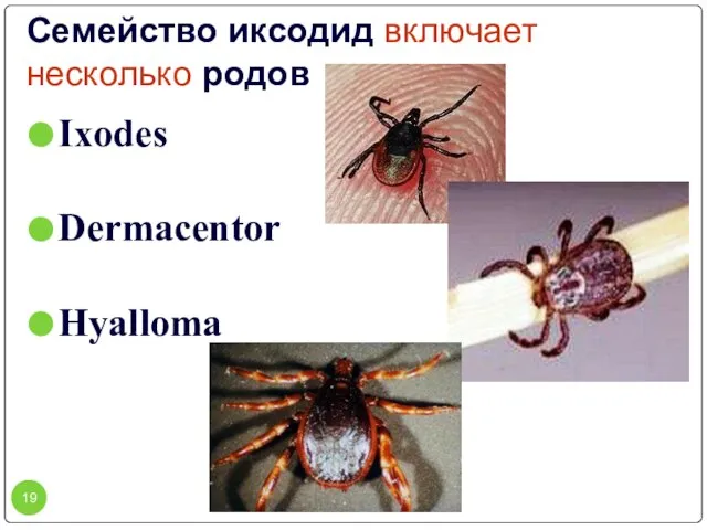 Семейство иксодид включает несколько родов Ixodes Dermacentor Hyalloma