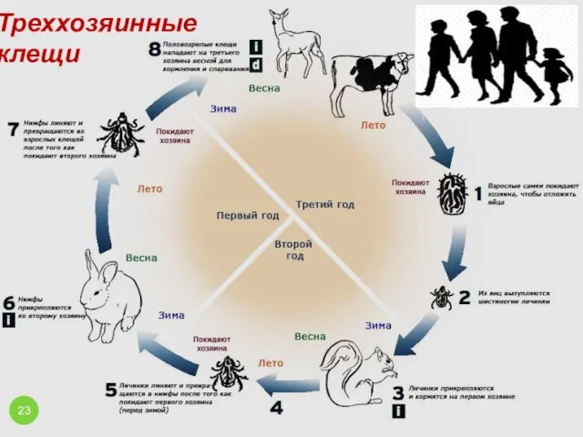 Треххозяинные клещи