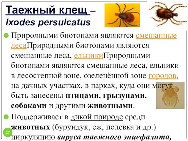 Таежный клещ – Ixodes persulcatus Природными биотопами являются смешанные лесаПриродными биотопами являются