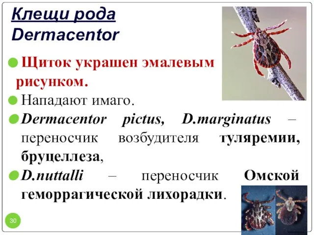 Клещи рода Dermacentor Щиток украшен эмалевым рисунком. Нападают имаго. Dermacentor pictus, D.marginatus