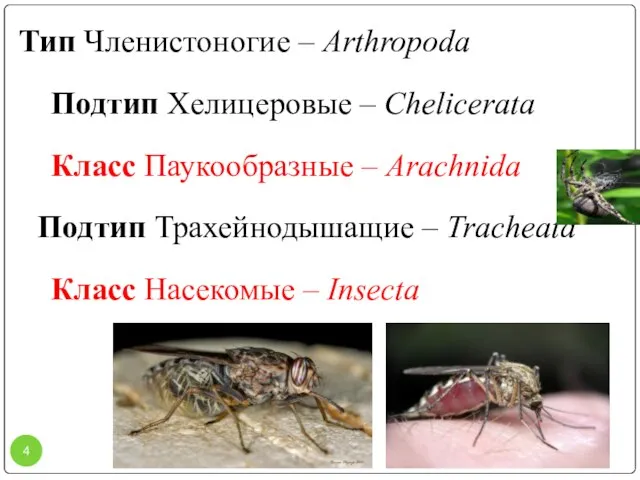 Тип Членистоногие – Arthropoda Подтип Хелицеровые – Chelicerata Класс Паукообразные – Arachnida