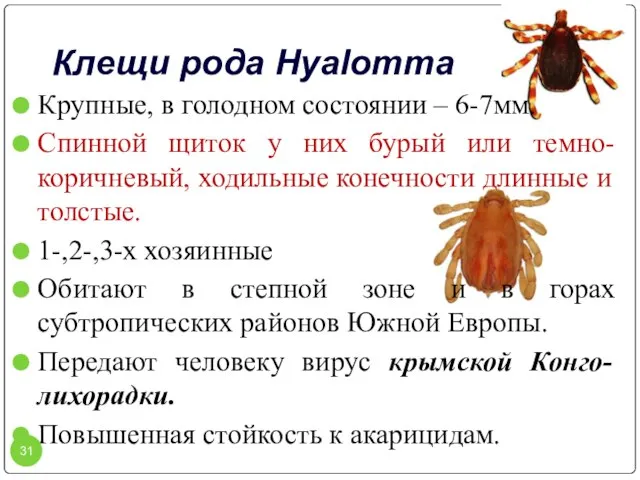 Клещи рода Hyalomma Крупные, в голодном состоянии – 6-7мм. Спинной щиток у