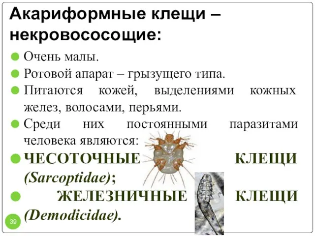 Акариформные клещи – некровососощие: Очень малы. Ротовой апарат – грызущего типа. Питаются