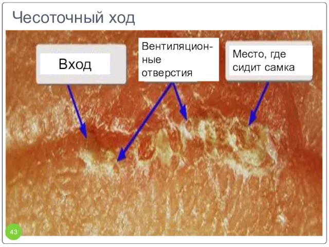 Чесоточный ход Место, где сидит самка Вентиляцион-ные отверстия Вход