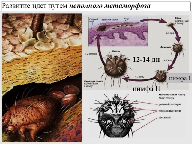 Развитие идет путем неполного метаморфоза 12-14 дн нимфа II нимфа I