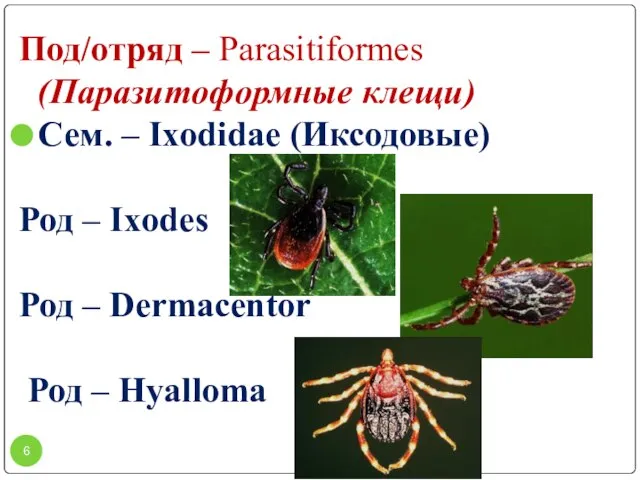 Под/отряд – Parasitiformes (Паразитоформные клещи) Сем. – Ixodidae (Иксодовые) Род – Ixodes