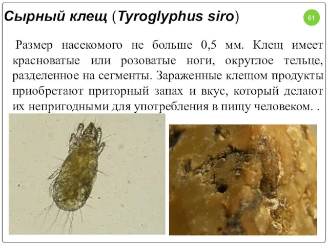 Сырный клещ (Tyroglyphus siro) Размер насекомого не больше 0,5 мм. Клещ имеет