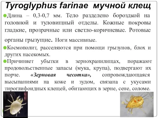 Tyroglyphus farinae мучной клещ Длина – 0,3-0,7 мм. Тело разделено бороздкой на