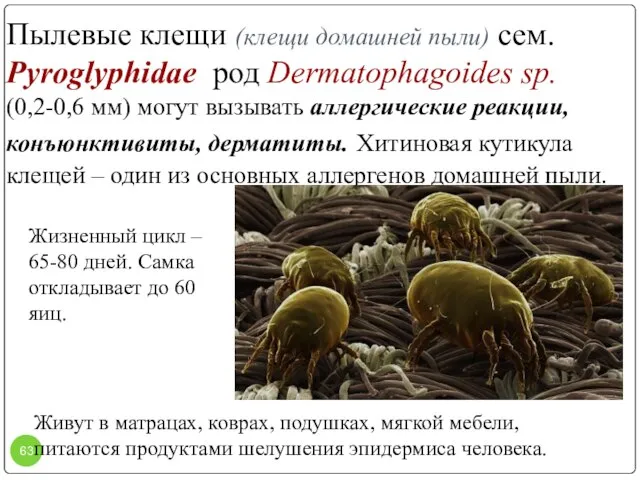 Пылевые клещи (клещи домашней пыли) сем. Pyroglyphidae род Dermatophagoides sp. (0,2-0,6 мм)