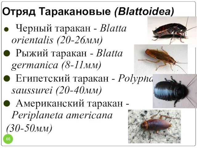 Отряд Таракановые (Blattoidea) Черный таракан - Blatta orientalis (20-26мм) Рыжий таракан -