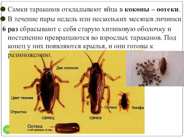 Самки тараканов откладывают яйца в коконы – оотеки. В течение пары недель