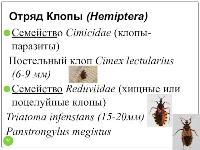 Отряд Клопы (Hemiptera) Семейство Cimicidae (клопы-паразиты) Постельный клоп Cimex lectularius (6-9 мм)