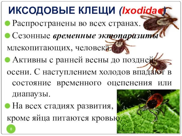 ИКСОДОВЫЕ КЛЕЩИ (Ixodidae) Распространены во всех странах. Сезонные временные эктопаразиты млекопитающих, человека.