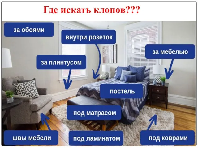 Где искать клопов???