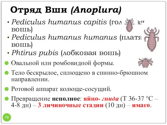 Отряд Вши (Anoplura) Pediculus humanus capitis (головная вошь) Pediculus humanus humanus (платяная