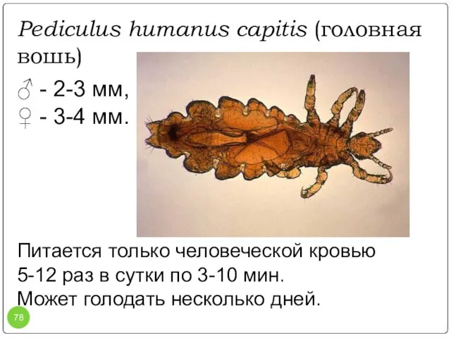 Pediculus humanus capitis (головная вошь) ♂ - 2-3 мм, ♀ - 3-4