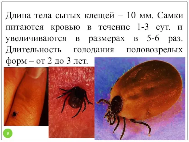 Длина тела сытых клещей – 10 мм. Самки питаются кровью в течение