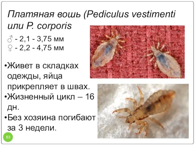 Платяная вошь (Pediculus vestimenti или P. corporis ♂ - 2,1 - 3,75