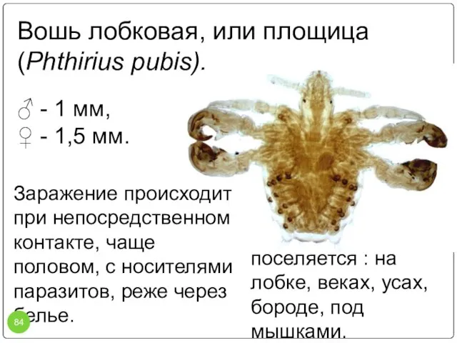 Вошь лобковая, или площица (Phthirius pubis). Заражение происходит при непосредственном контакте, чаще