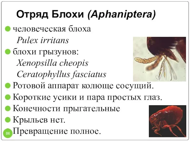 Отряд Блохи (Aphaniptera) человеческая блоха Pulex irritans блохи грызунов: Xenopsilla cheopis Ceratophyllus