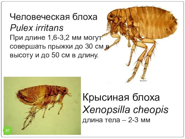 Человеческая блоха Pulex irritans При длине 1,6-3,2 мм могут совершать прыжки до